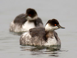 black-necked grebe