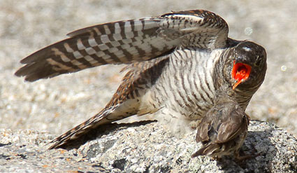 cuckoo and rock pipit