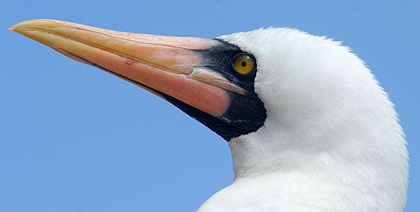 Nazca booby
