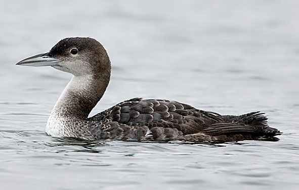 great northern diver