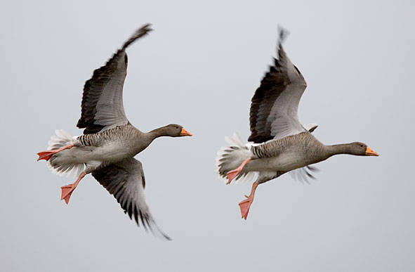 greylags