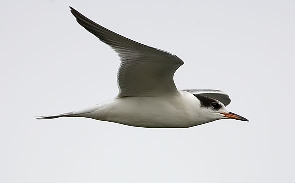Juvenile tern