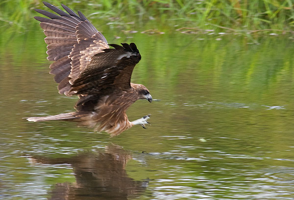 black-eared kite
