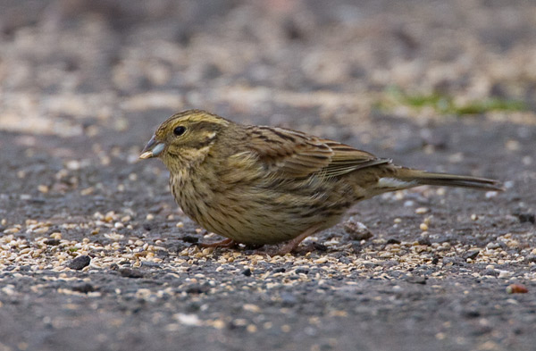 bunting