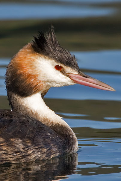 red-crested pochard