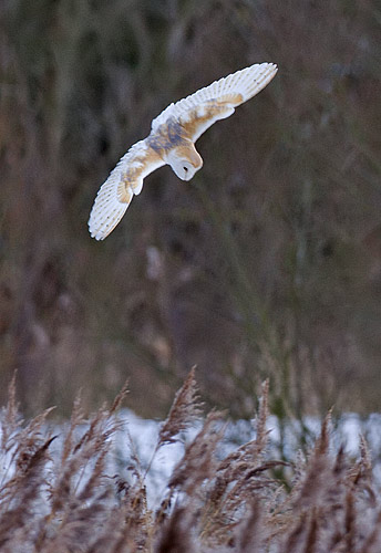 barn owl