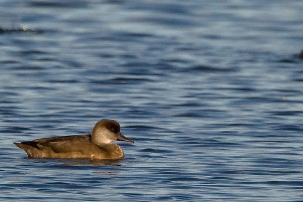 red-crested pochard
