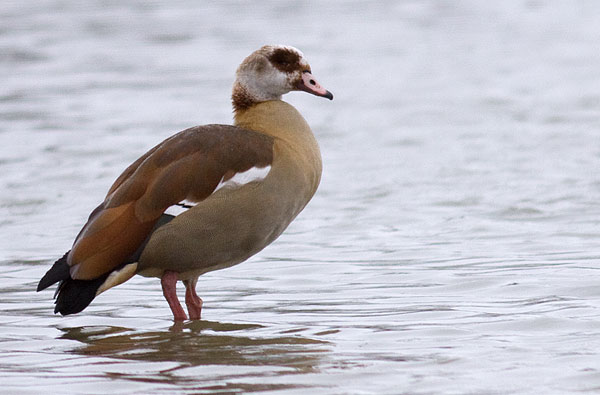 Egyptian goose