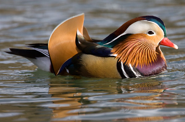 mandarin