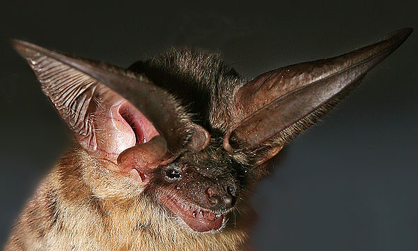 grey long-eared bat