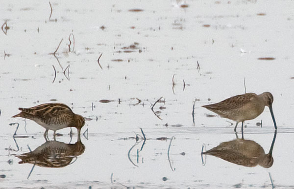 long-billed dowitcher