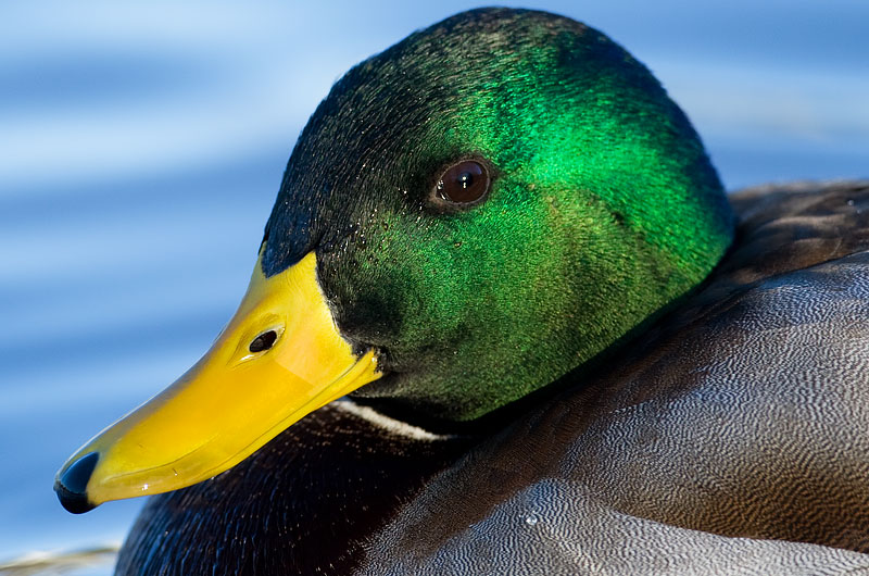 mallard