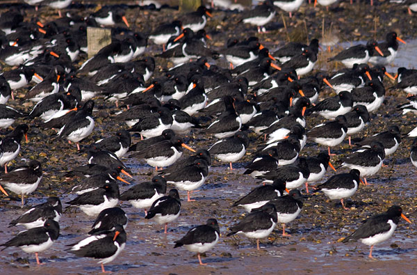 oystercatchers