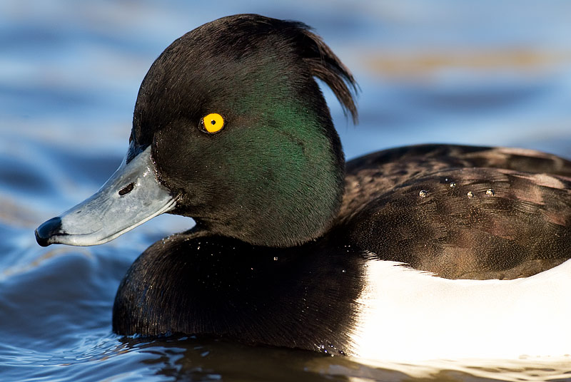 tufted duck