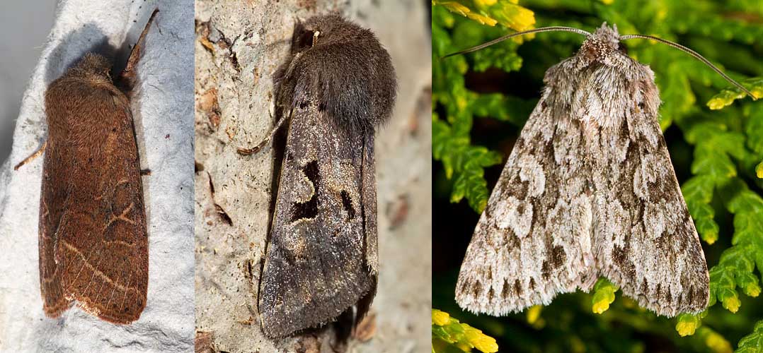 garden moths