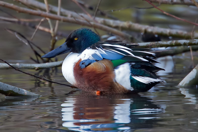 shoveler