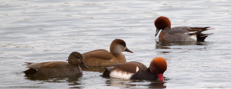 red-crested pochard