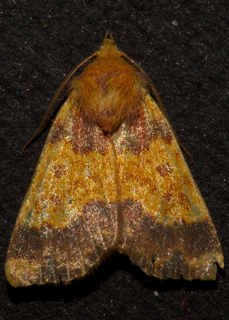 barred sallow