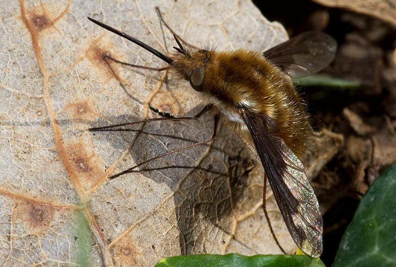 bee fly