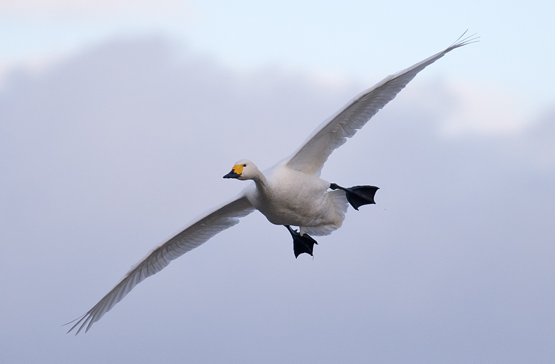 Bewick's swan