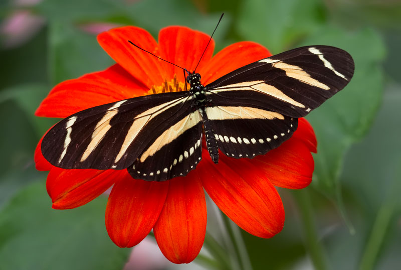 butterfly