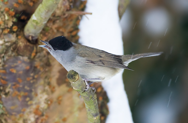 blackcap