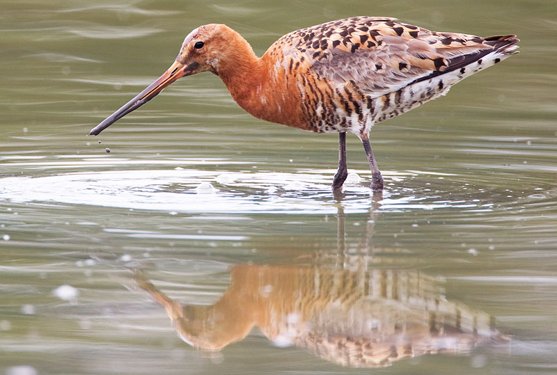 black-tailed godwit