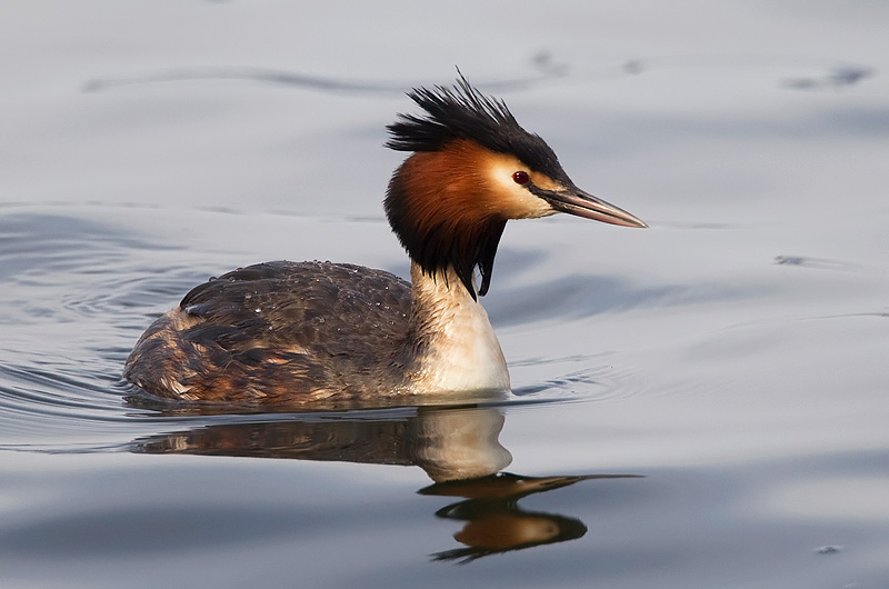 great-crested grebe