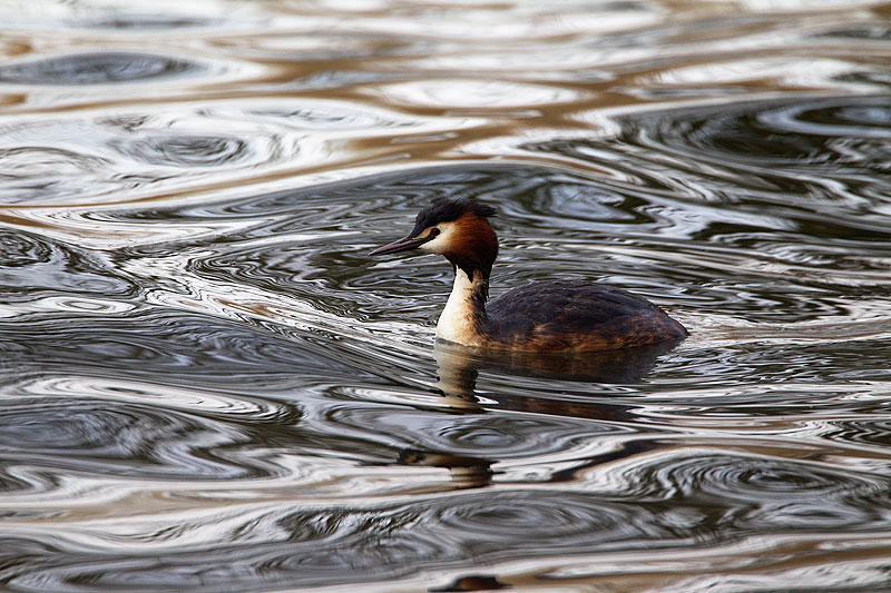great crested grebe