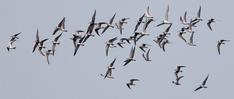 Chew terns