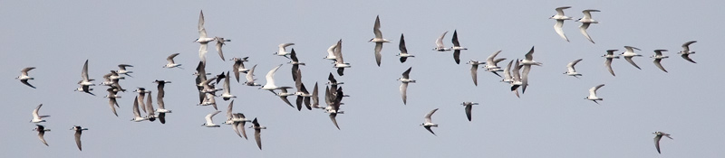 Chew terns