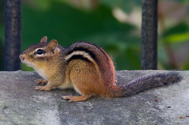 Eastern chipmunk