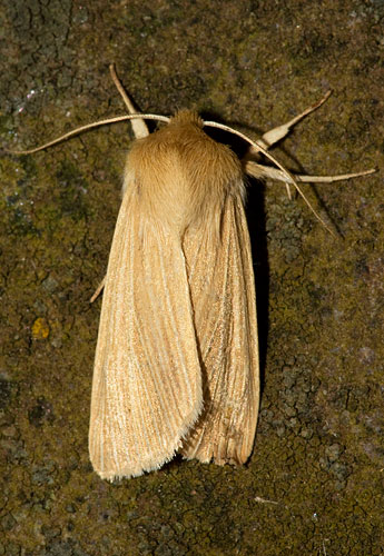 common wainscot