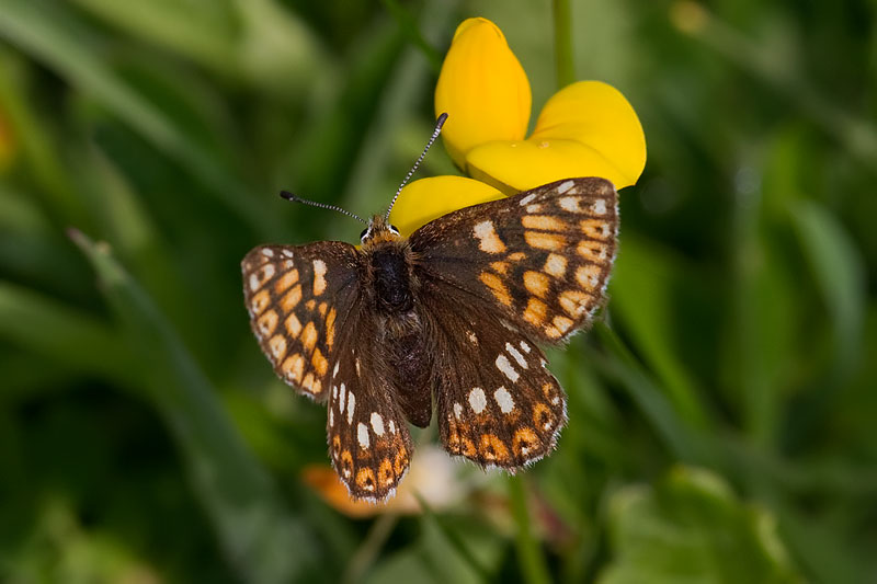 Duke of Burgundy