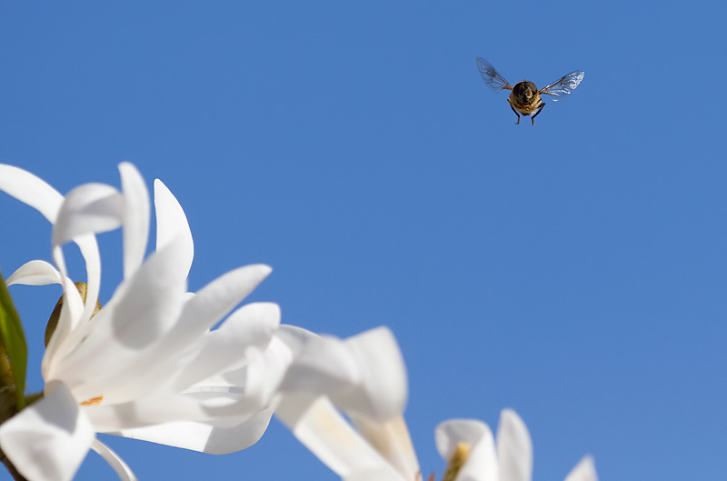 hoverfly