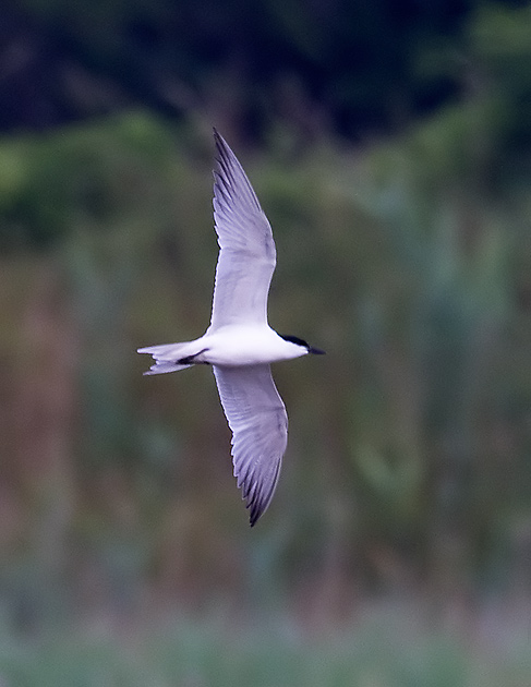 gull-billed tern