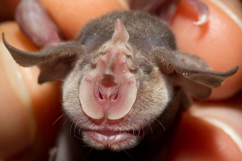 greater horseshoe bat