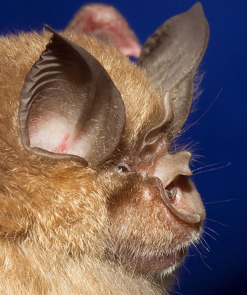 greater horseshoe bat