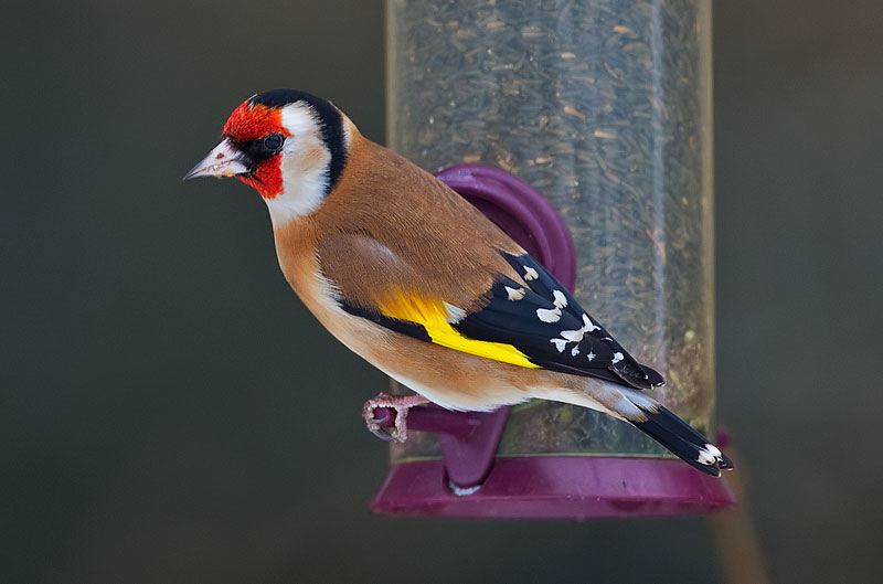 goldfinch