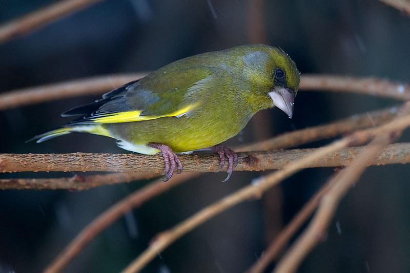 greenfinch