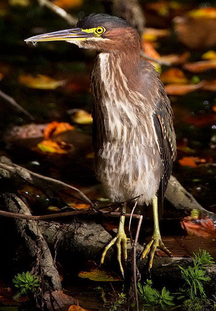 green heron