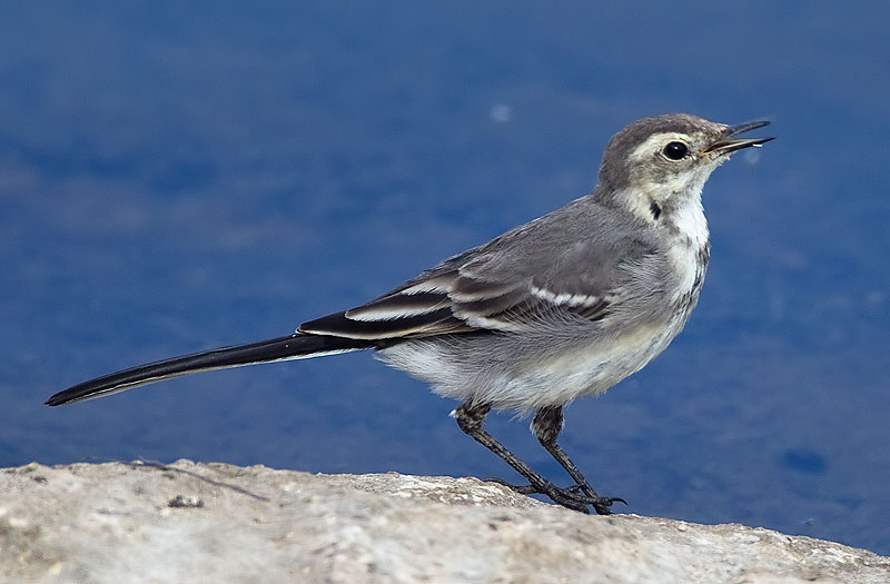 juvenile alba wagtail