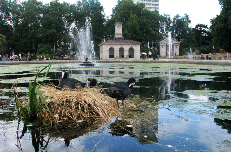 coot