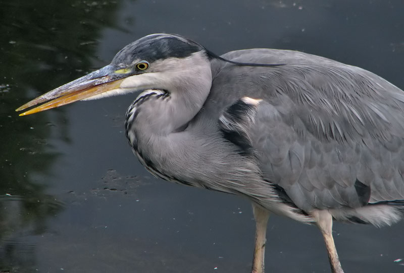 grey heron