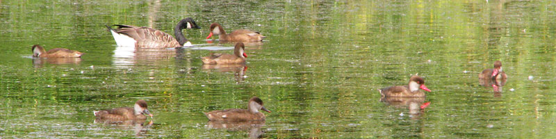 red crested pochards