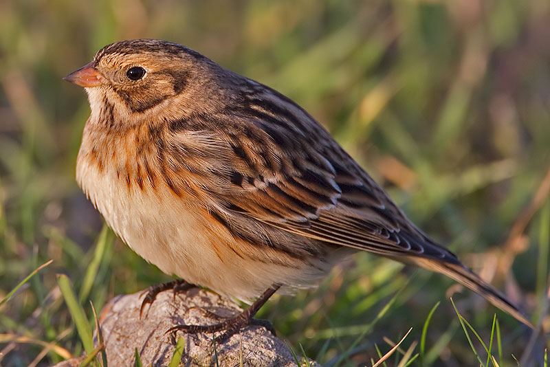 Lapland bunting