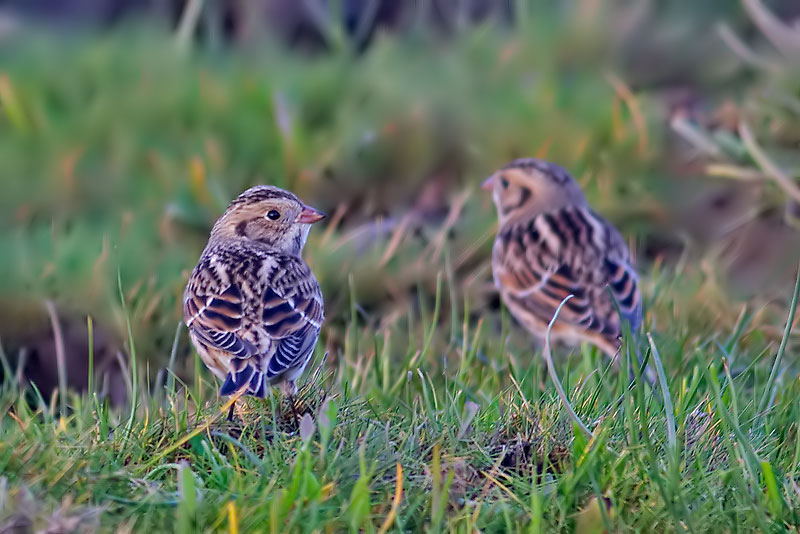 Lapland bunting