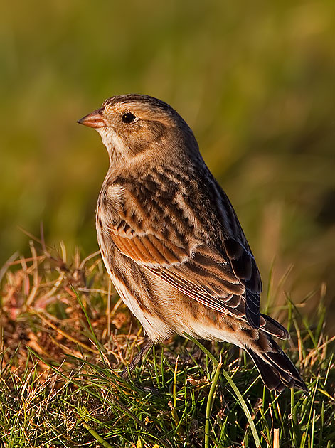 Lapland bunting