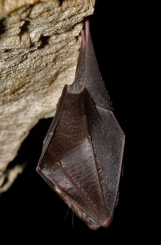 lesser horseshoe bat