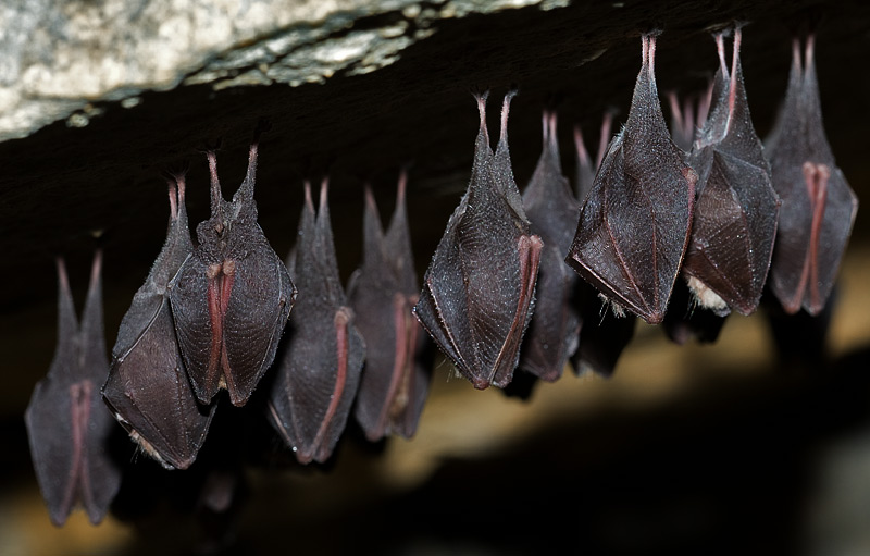 lesser horseshoe bat
